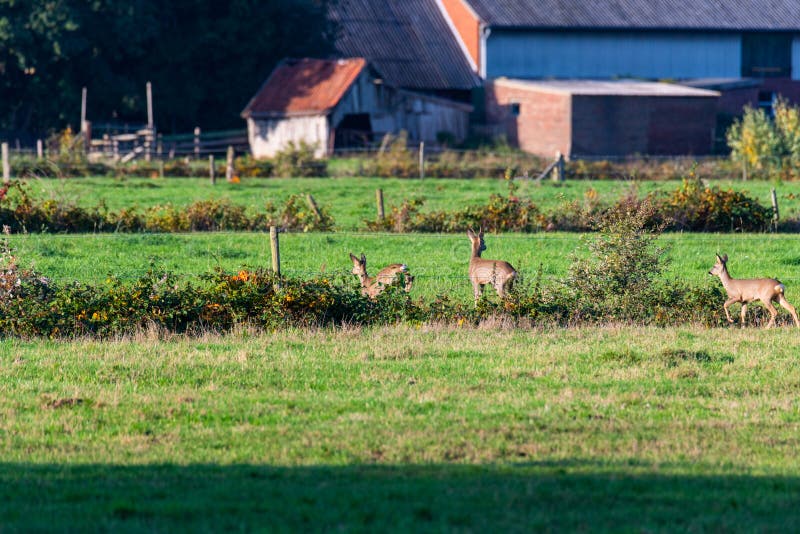 Un branco di cervi corre in modo sporadico e insieme la sera autunnale su un campo in direzione di una fossa immagine stock