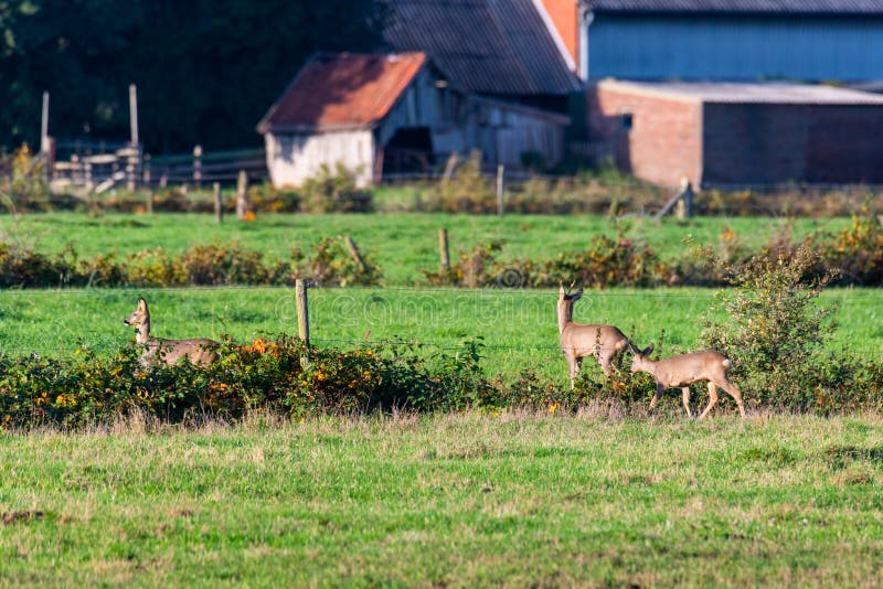 Un branco di cervi corre in modo sporadico e insieme la sera autunnale su un campo in direzione di una fossa immagine stock