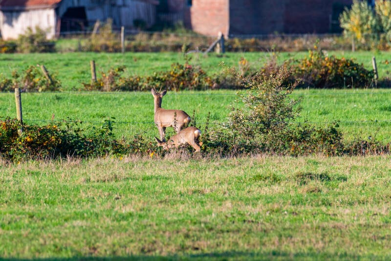 Un branco di cervi corre in modo sporadico e insieme la sera autunnale su un campo in direzione di una fossa immagine stock
