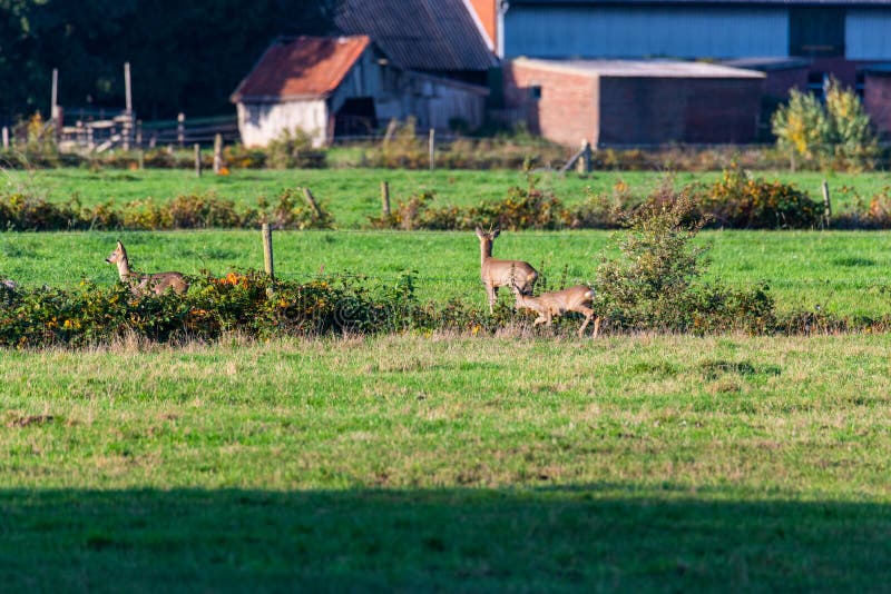 Un branco di cervi corre in modo sporadico e insieme la sera autunnale su un campo in direzione di una fossa fotografia stock