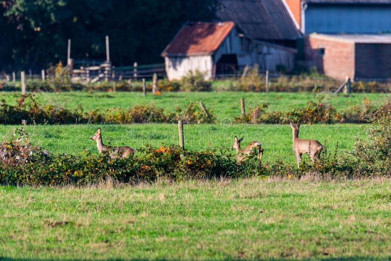 Un branco di cervi corre in modo sporadico e insieme la sera autunnale su un campo in direzione di una fossa fotografie stock libere da diritti