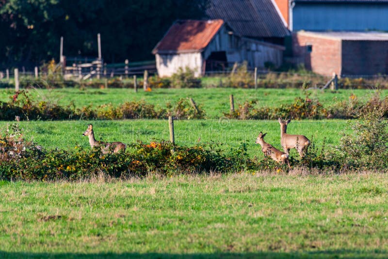 Un branco di cervi corre in modo sporadico e insieme la sera autunnale su un campo in direzione di una fossa fotografie stock