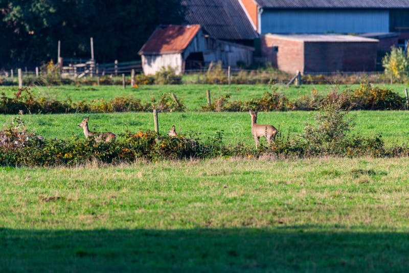 Un branco di cervi corre in modo sporadico e insieme la sera autunnale su un campo in direzione di una fossa fotografie stock