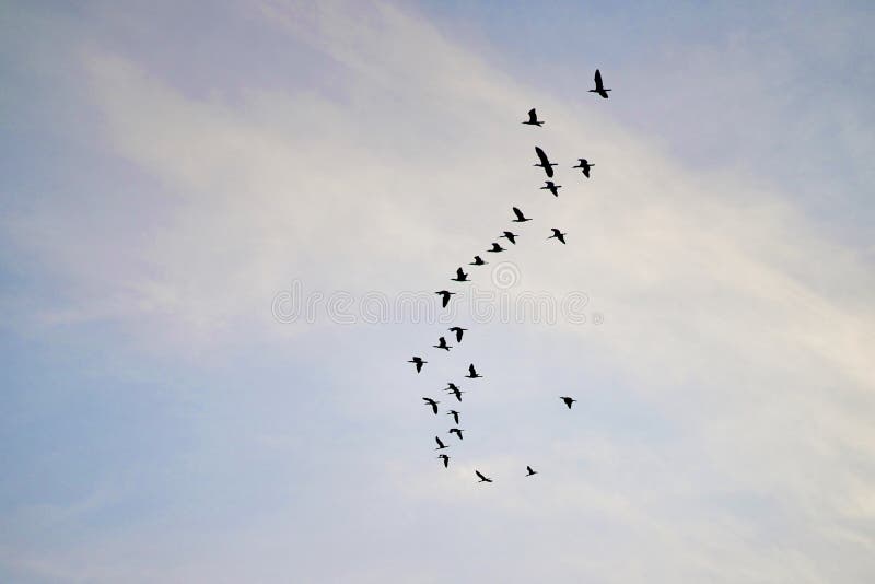Un branco di uccelli vola sul cielo nella teoria della mosca dell'anatra corrotta nel business azionario