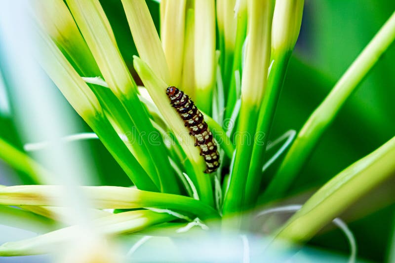Un bruco che cammina su un giglio di fiori di ragno fotografie stock