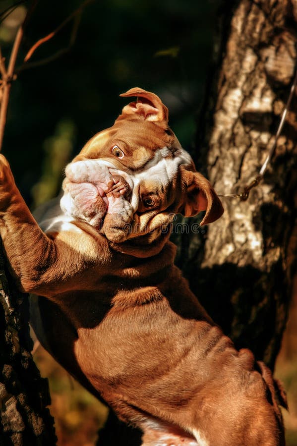 Un Bulldog Inglese Di Colore Lilla Si Siede Su Un Letto Di Foto Foto Stock Gratis E Royalty Free Da Dreamstime