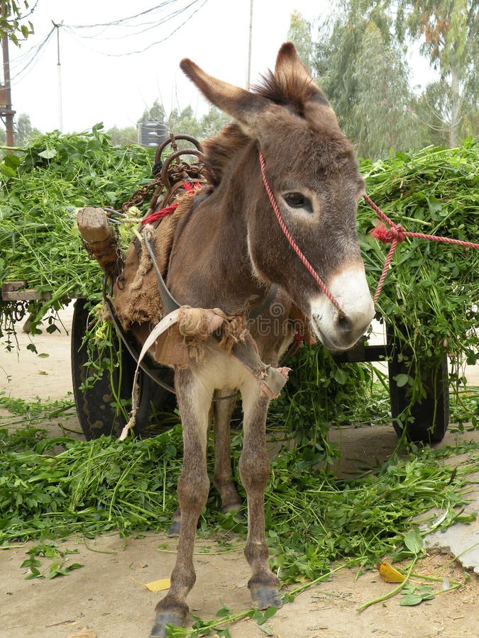 Un burro fotos de archivo Un burro fotos de archivo