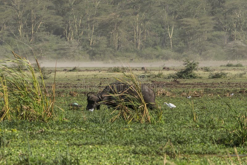 Un búfalo africano en pantano imagen de archivo Un búfalo africano en pantano imagen de archivo