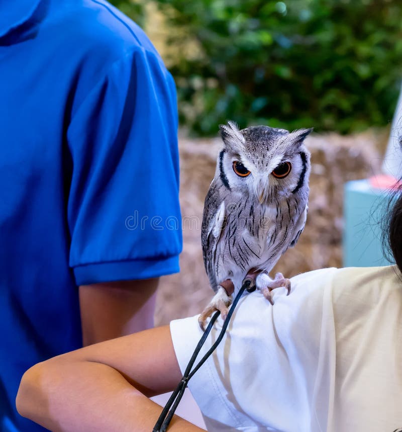 Un búho de scops hecho frente blanco que se coloca en hombro imagen de archivo Un búho de scops hecho frente blanco que se coloca en hombro imagen de archivo