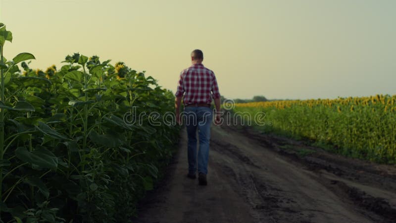 Un bărbat care umblă pe șosea, vara seara. fermier care inspectează recolta de flori stock video footage