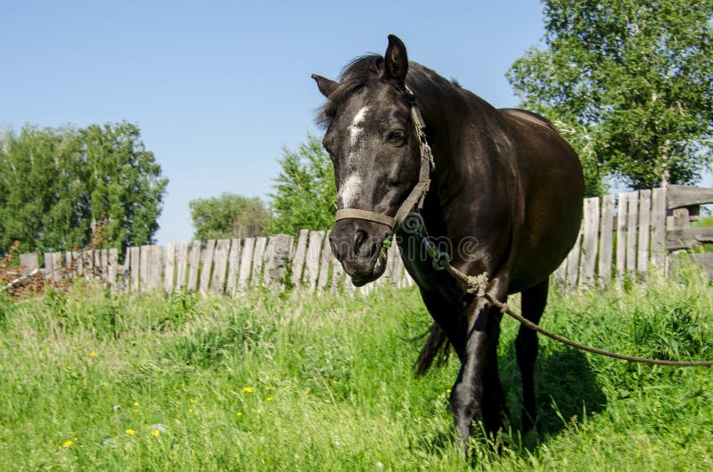Un caballo negro en un arnés pasta en un prado verde contra la perspectiva de una cerca de madera fotos de archivo Un caballo negro en un arnés pasta en un prado verde contra la perspectiva de una cerca de madera fotos de archivo