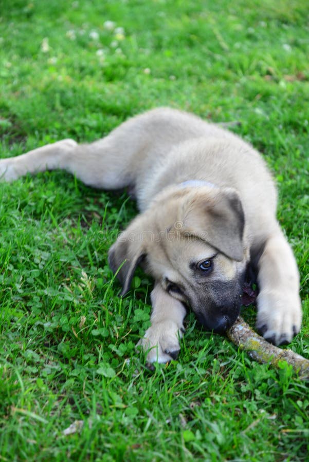 Un cachorro del pastor de Anatolia Dog-Kangal imagen de archivo libre de regalías Un cachorro del pastor de Anatolia Dog-Kangal imagen de archivo libre de regalías