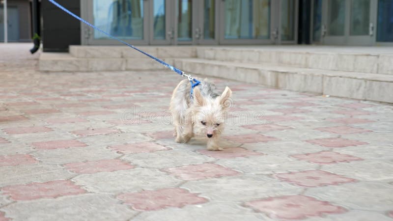 Un cachorro pequeño con piel blanca marrón y correa corre por la calle almacen de video