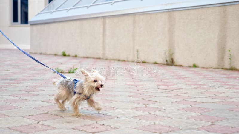 Un cachorro pequeño con piel blanca marrón y correa corre por la calle almacen de video