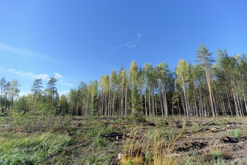 Un campo con erba che ha cominciato ingiallire e legno immagine stock libera da diritti Un campo con erba che ha cominciato ingiallire e legno immagine stock libera da diritti