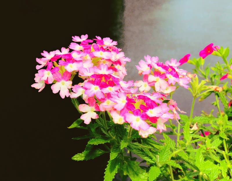 Un campo de la floración blanca y rosada de las flores del hybrida de la verbena foto de archivo libre de regalías Un campo de la floración blanca y rosada de las flores del hybrida de la verbena foto de archivo libre de regalías