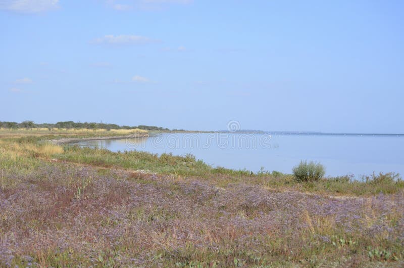 Un campo de las flores florecidas del puurpur por el mar imagen de archivo Un campo de las flores florecidas del puurpur por el mar imagen de archivo