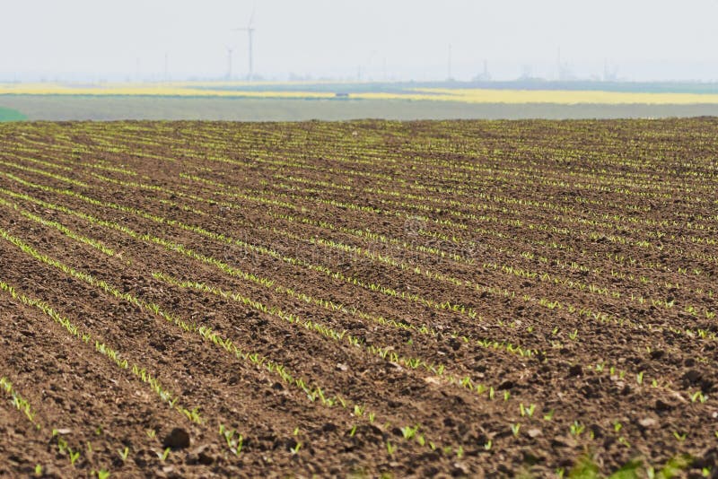 Un campo en primavera con una geometría simple foto de archivo libre de regalías Un campo en primavera con una geometría simple foto de archivo libre de regalías