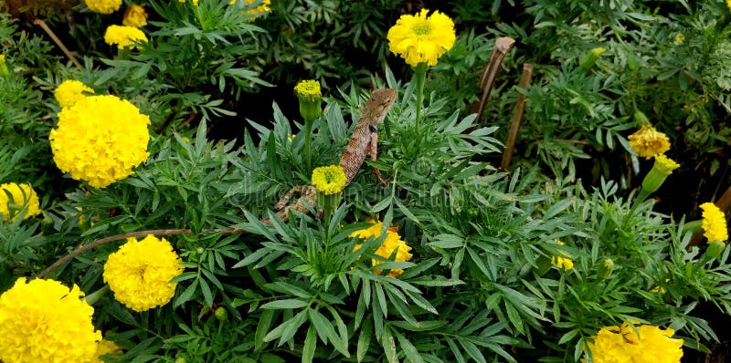Un caméléon s'accrochent à l'arbre de calendula images stock