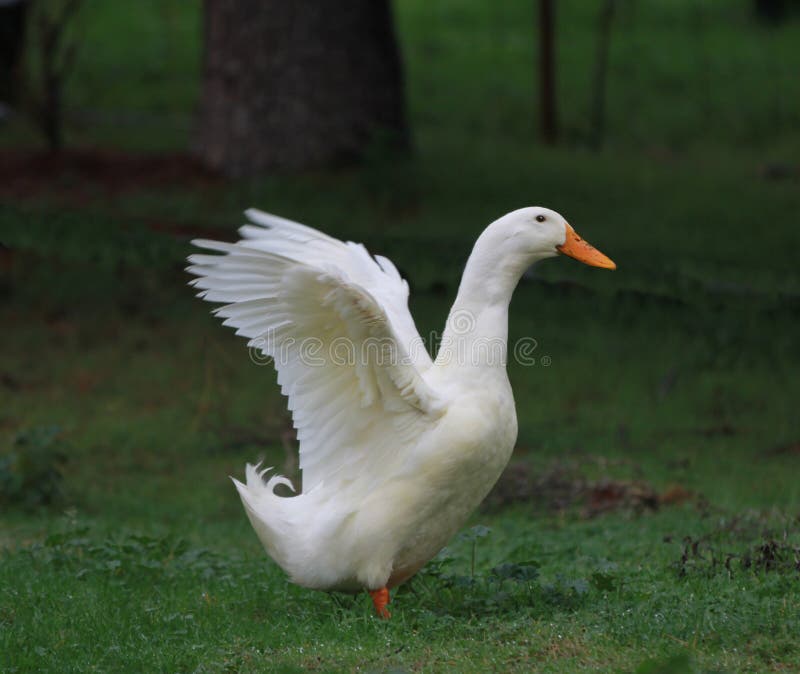 Un canard blanc. image stock Un canard blanc. image stock