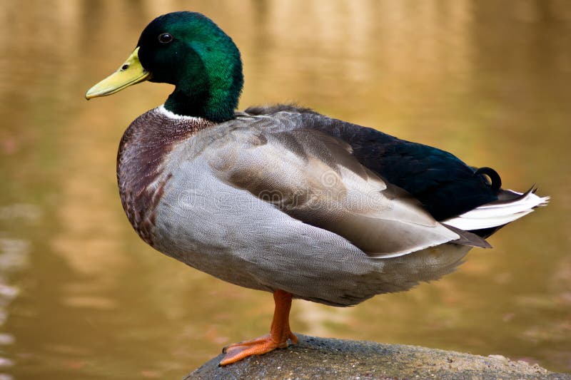 Combien De Pattes A Un Canard Combien De Pattes A Un Canard | AUTOMASITES