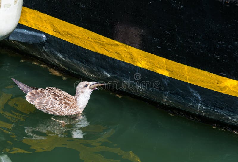 Un Canard Mangeant Une Puce Image Stock Image Du Femelle Manger Un Canard Mangeant Une Puce Image Stock Image Du Femelle Manger