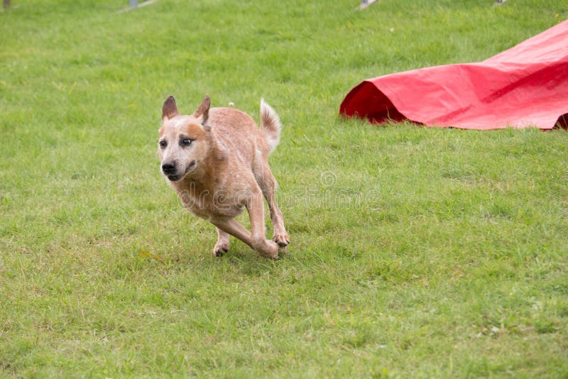 Un cane australiano del bestiame funziona in un concorso del canino dell'agilità