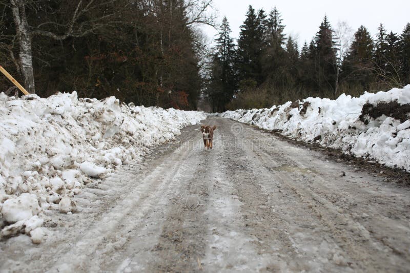 Un cane corre lungo una strada coperta di neve fotografie stock libere da diritti