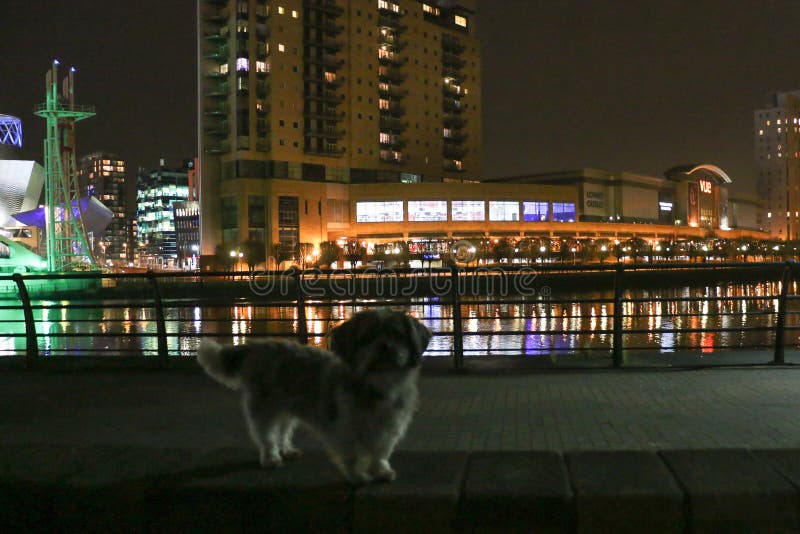 Un cane davanti a Manchester, vista di notte di Lowry immagini stock libere da diritti Un cane davanti a Manchester, vista di notte di Lowry immagini stock libere da diritti
