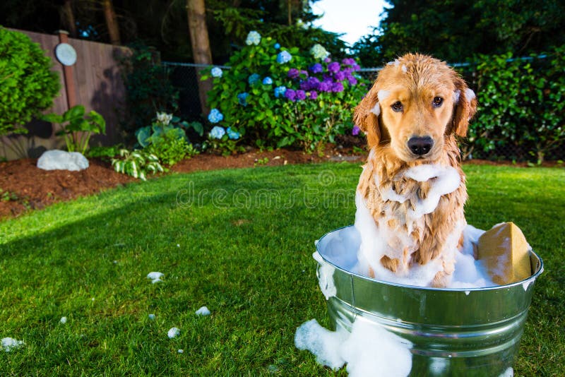 Un cane ha attaccato nel bagno immagine stock Un cane ha attaccato nel bagno immagine stock