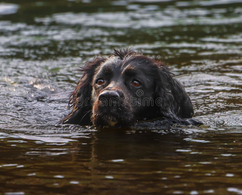 Un cane nero che nuota in un fiume con una pelliccia bagnata. immagine stock libera da diritti
