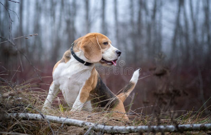 Un cane strano riproduce Beagle per una passeggiata nel parco autunnale in una nebbia spessa fotografia stock libera da diritti Un cane strano riproduce Beagle per una passeggiata nel parco autunnale in una nebbia spessa fotografia stock libera da diritti
