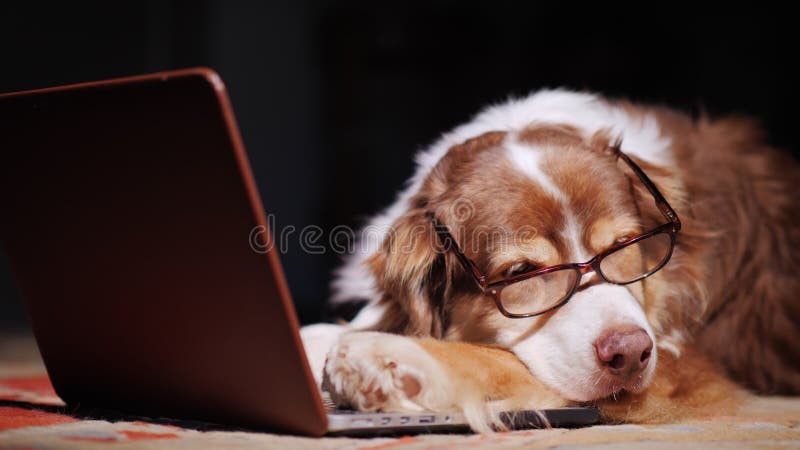 Un cane in vetri dorme vicino ad un computer portatile Strapazzo al concetto del lavoro immagini stock libere da diritti Un cane in vetri dorme vicino ad un computer portatile Strapazzo al concetto del lavoro immagini stock libere da diritti