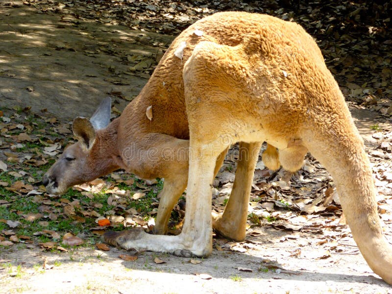 Un canguro che mangia le foglie sulla terra immagine stock libera da diritti Un canguro che mangia le foglie sulla terra immagine stock libera da diritti