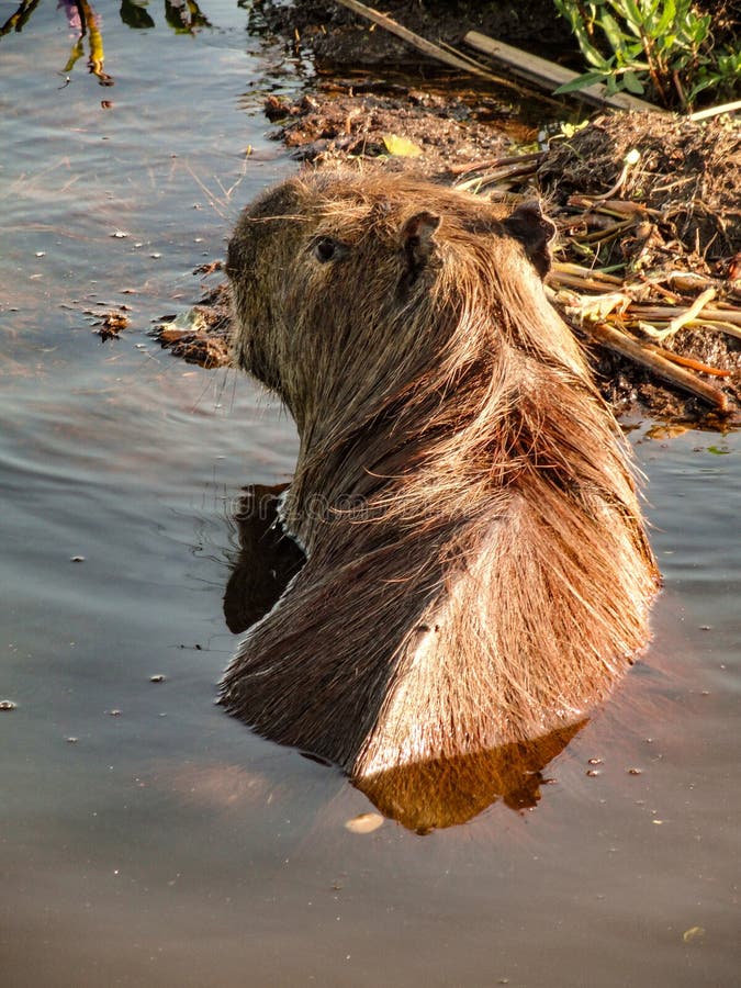 Un Capibara Nadando En Un Lago En Los Humedales De Ibera, Al Norte De  Argentina Foto de archivo - Imagen de americano, humedales: 179972560