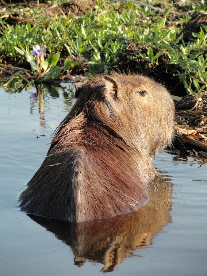 Un Capibara Nadando En Un Lago En Los Humedales De Ibera, Al Norte De  Argentina Imagen de archivo - Imagen de mundos, roedor: 179972739