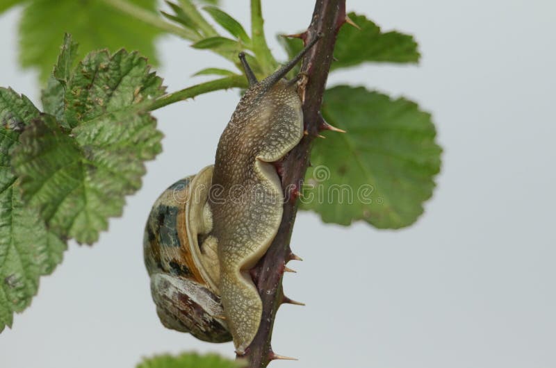Un caracol de jardín, aspersa de la hélice, subiendo para arriba el tronco de un arbusto de zarza espinoso fotos de archivo Un caracol de jardín, aspersa de la hélice, subiendo para arriba el tronco de un arbusto de zarza espinoso fotos de archivo