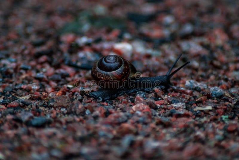 Un caracol negro que viaja foto de archivo