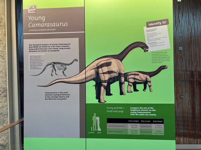 Vernal, UT USA - June 7, 2023: An informational sign telling about the Ancient Camarasaurus Dinosaur bones embedded in rock in an exhibit at Dinosaur National Monument near Vernal, UT. Vernal, UT USA - June 7, 2023: An informational sign telling about the Ancient Camarasaurus Dinosaur bones embedded in rock in an exhibit at Dinosaur National Monument near Vernal, UT