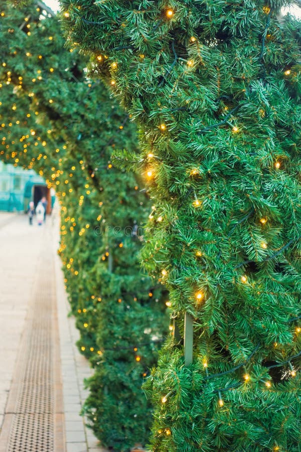 Un cautivador túnel de vegetación y luces de torbellino abraza un sendero sereno que invita a la exploración y el encanto imágenes de archivo libres de regalías