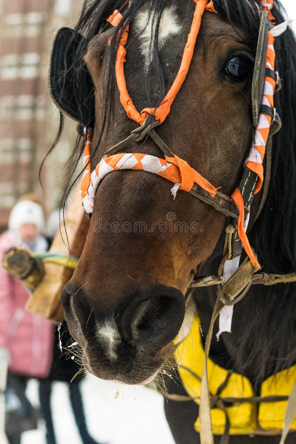 Un Cavallo Vestito Per Una Festa Fotografia Stock - Immagine di carnevale,  vestito: 95546110