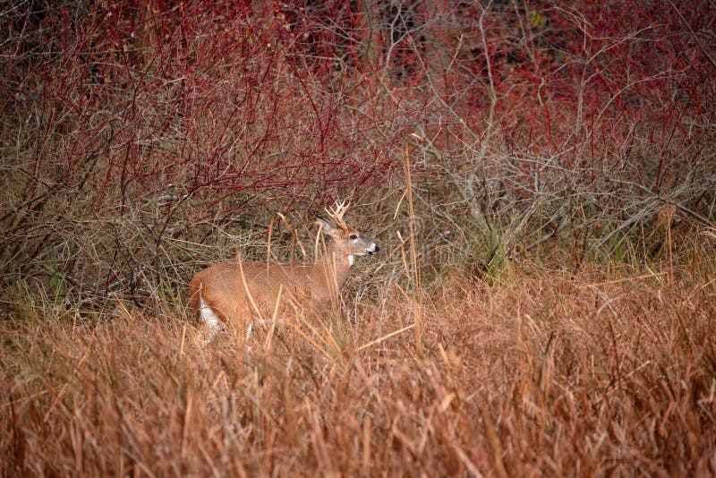 Un cerf commun coupé la queue par blanc errant dans le marais dans l'automne en retard photo libre de droits Un cerf commun coupé la queue par blanc errant dans le marais dans l'automne en retard photo libre de droits