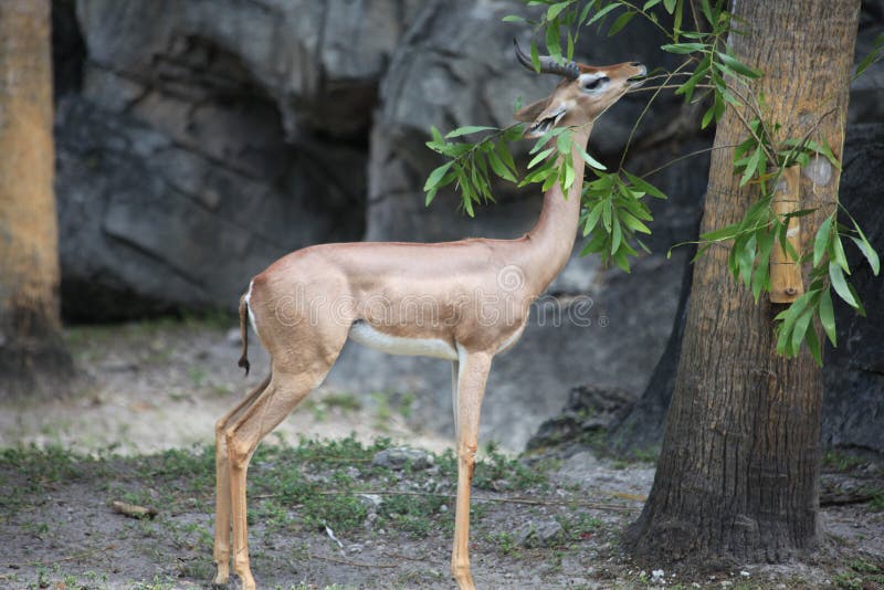 Un cerf commun mange la feuille images libres de droits Un cerf commun mange la feuille images libres de droits