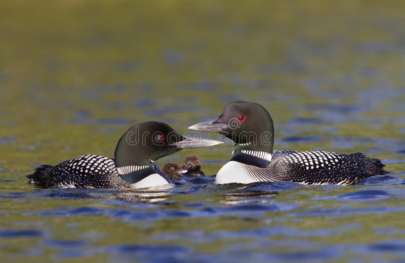 Un certain immer commun de gavia loon family nager avec des poussins avec eux sur le Canada du lac de Wilson