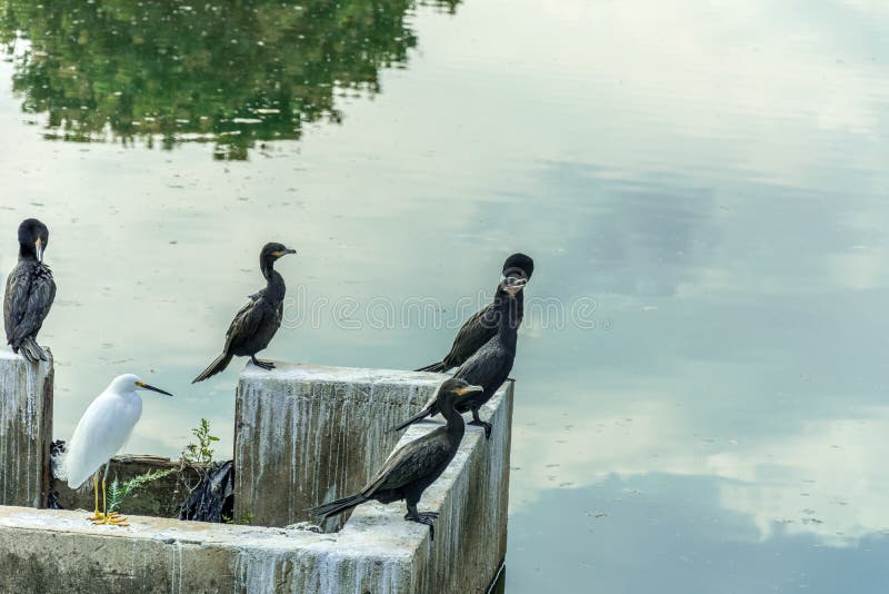 Un certain oiseau noir a tenu dans l'avant un écoulement d'eau reflétant le ciel photos stock Un certain oiseau noir a tenu dans l'avant un écoulement d'eau reflétant le ciel photos stock