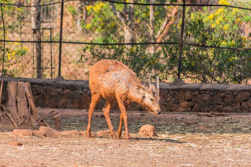 Un cervo fangoso del sambar scherza la camminata il giorno soleggiato in parco pubblico immagine stock libera da diritti Un cervo fangoso del sambar scherza la camminata il giorno soleggiato in parco pubblico immagine stock libera da diritti