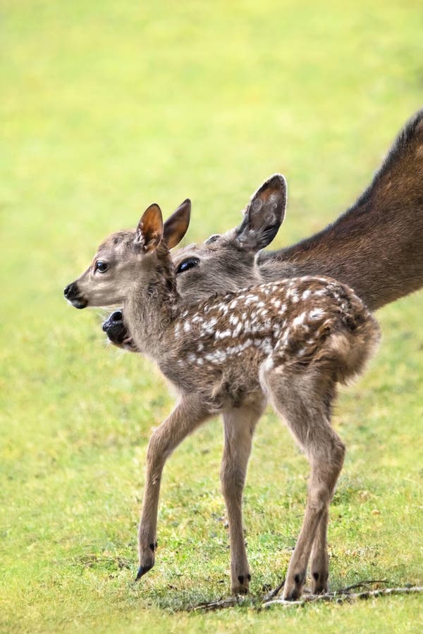 A cropped close-up of a fallow deer doe (Dama Dama) taking tenderly care of it's fawn, side-view,soft light green background. A cropped close-up of a fallow deer doe (Dama Dama) taking tenderly care of it's fawn, side-view,soft light green background