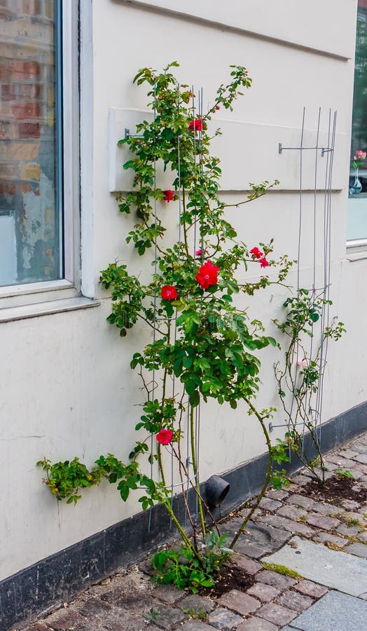 Un cespuglio di rose per strada Copenaghen, Danimarca immagine stock libera da diritti Un cespuglio di rose per strada Copenaghen, Danimarca immagine stock libera da diritti