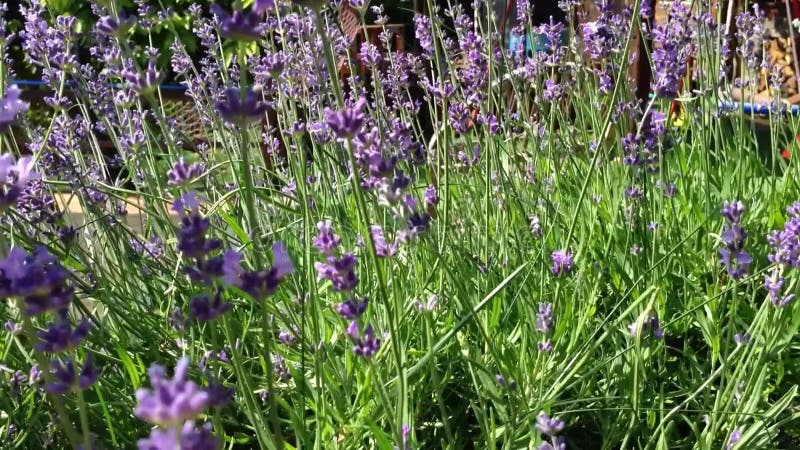 Un champ de fleurs de lavande violette banque de vidéos