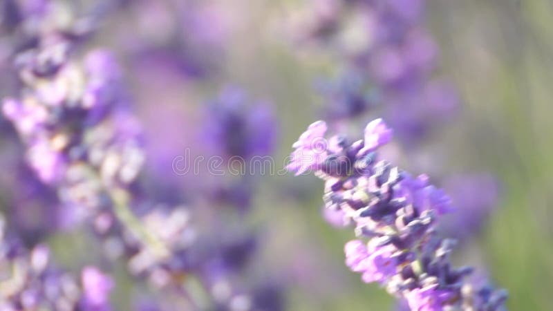 Un champ de fleurs de lavande violette. Les fleurs sont en pleine floraison et sont éparpillées dans tout le champ. La scène est clips vidéos